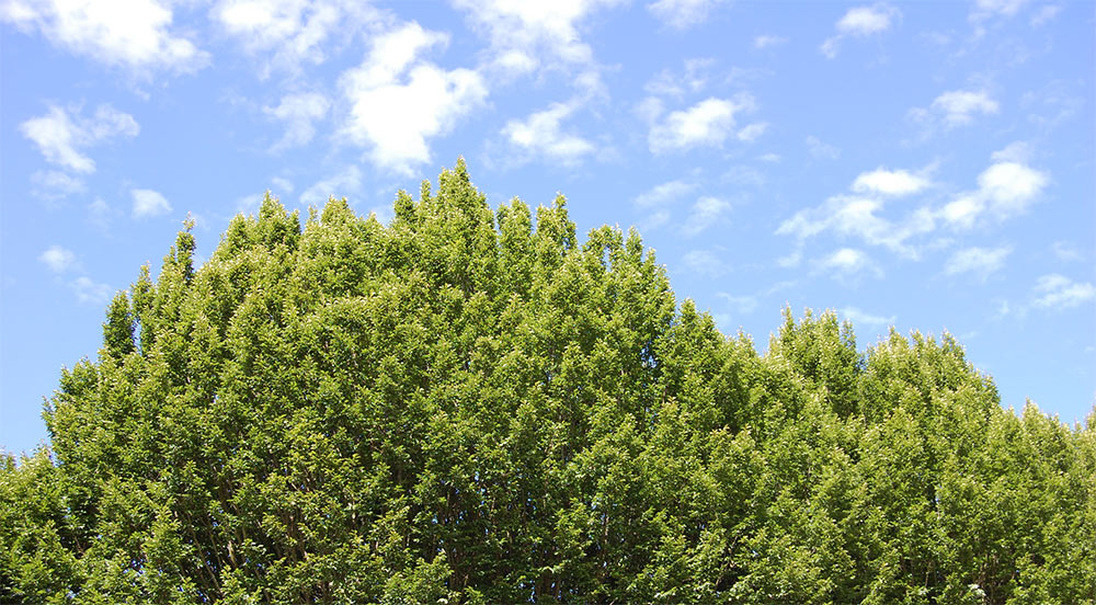 Green-Tree